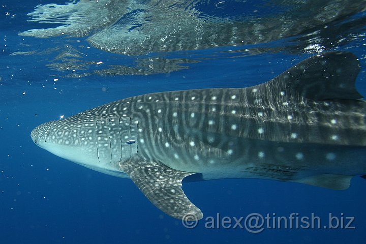 Whale_Shark-060.JPG - Along each side of the animal and the skin is marked with a "checkerboard" of pale yellow spots and stripes
